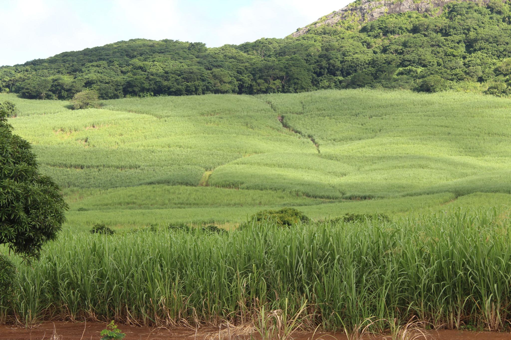 FOR SALE – Beautiful agricultural land of 19 acres 90 situated in Anse Jonchée.