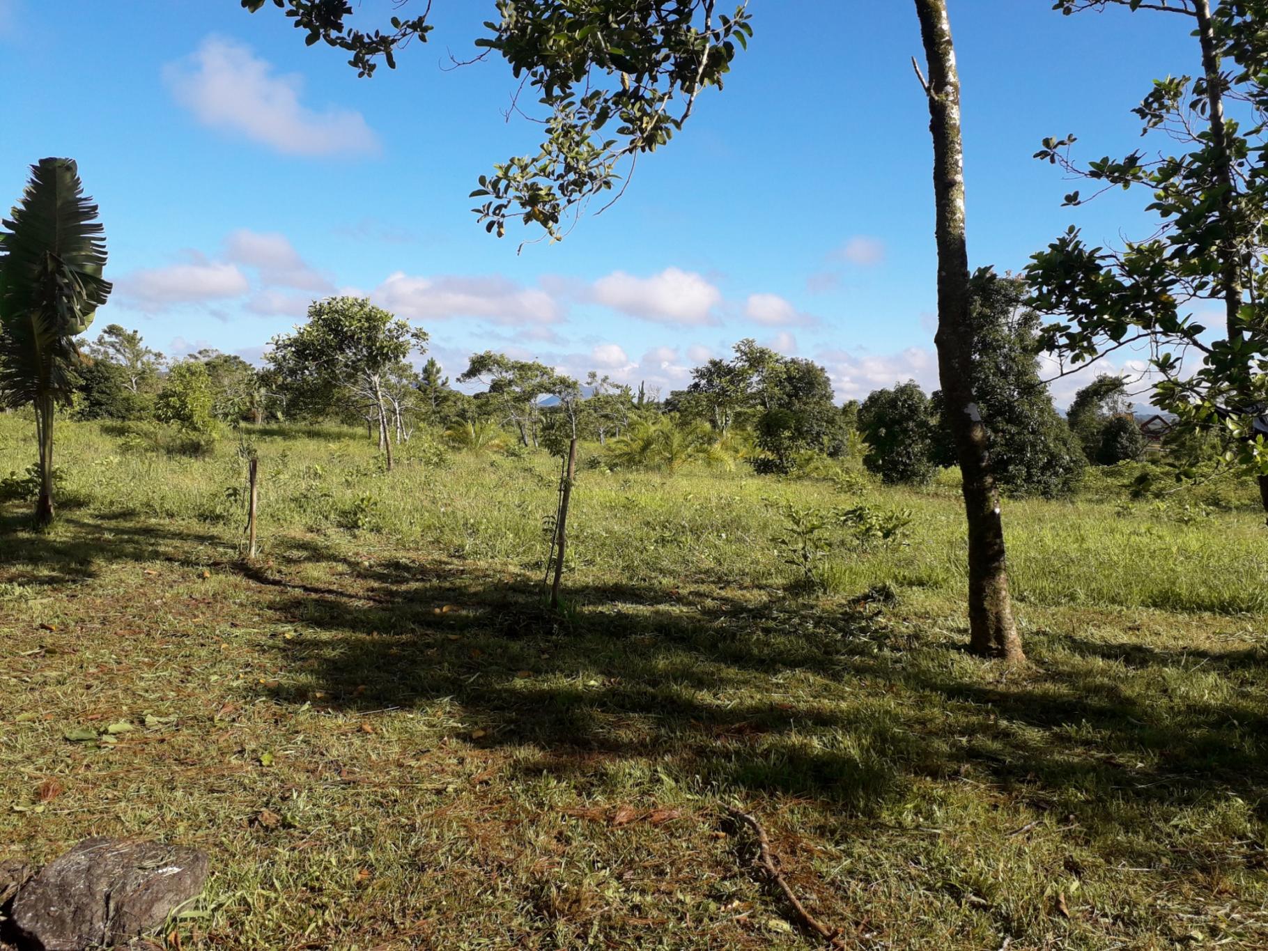 A VENDRE – Terrain agricole de 4 arpents situé à Mare Longue