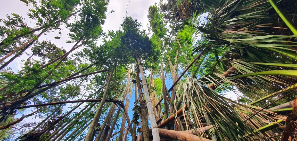 A VENDRE – Terrain résidentiel de 659 toises (2,505 m2 / 59 perches) en bordure de rivelet situé dans un quartier très prisé de Curepipe