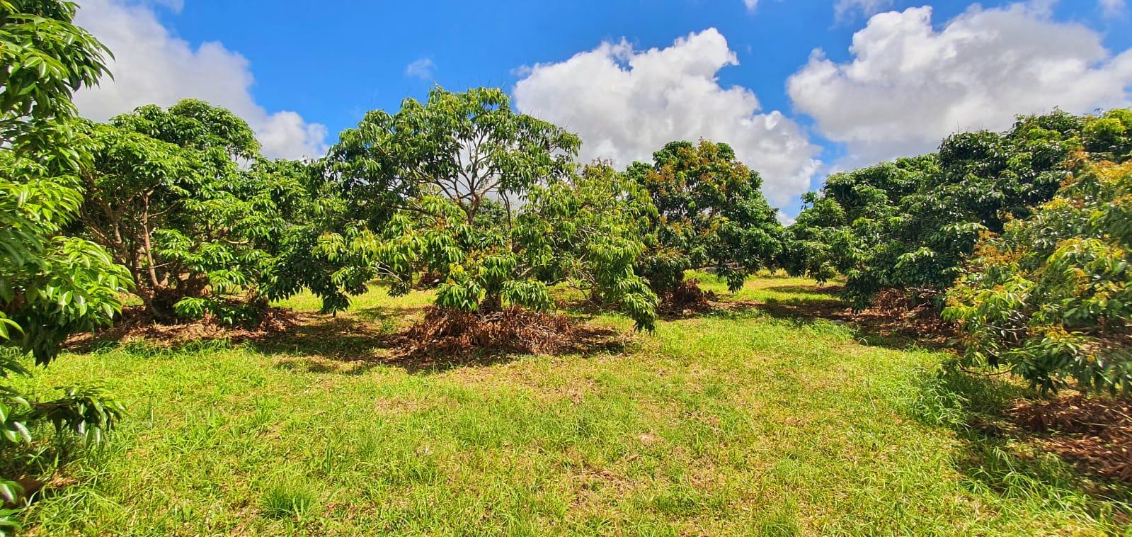 Ce terrain agricole clôturé de 1 arpent 17 situé à La Flora est un véritable joyau